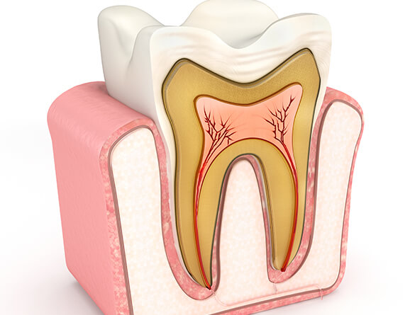illustration of the interior of a tooth