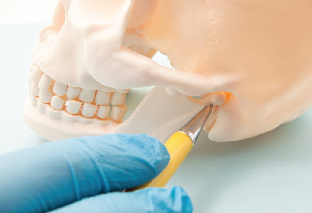 model of the jaw being used to demonstrate TMJ disorder